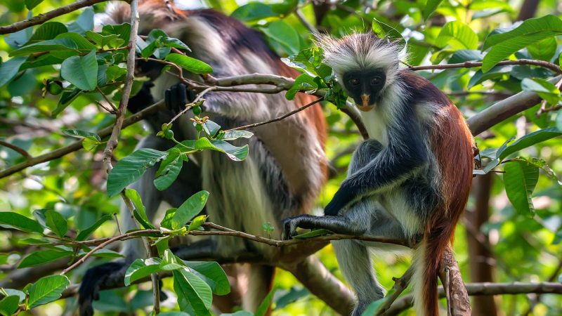 Exploring-Jozani-and-Mangroves-Forest