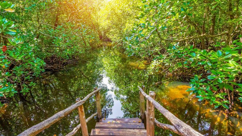 Exploring-Jozani-and-Mangroves