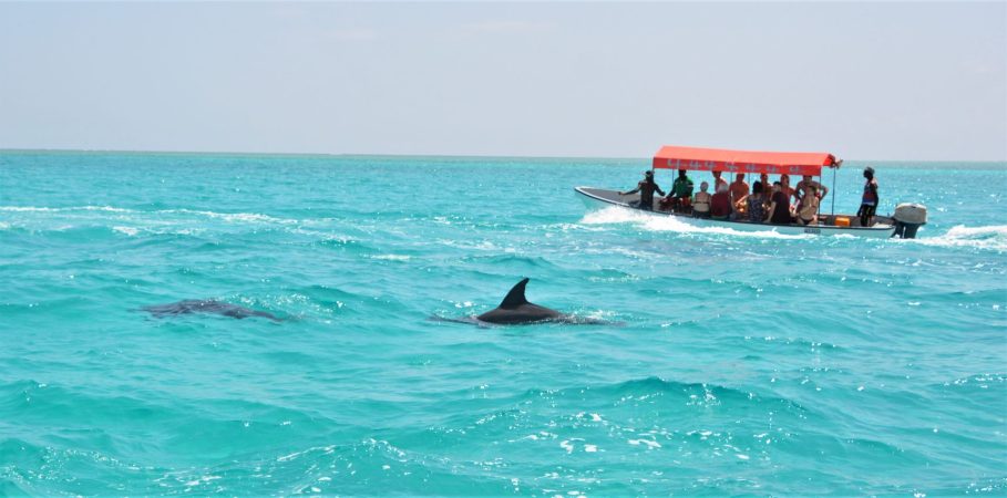 Mnemba-Island-Zanzibar-Dolphin