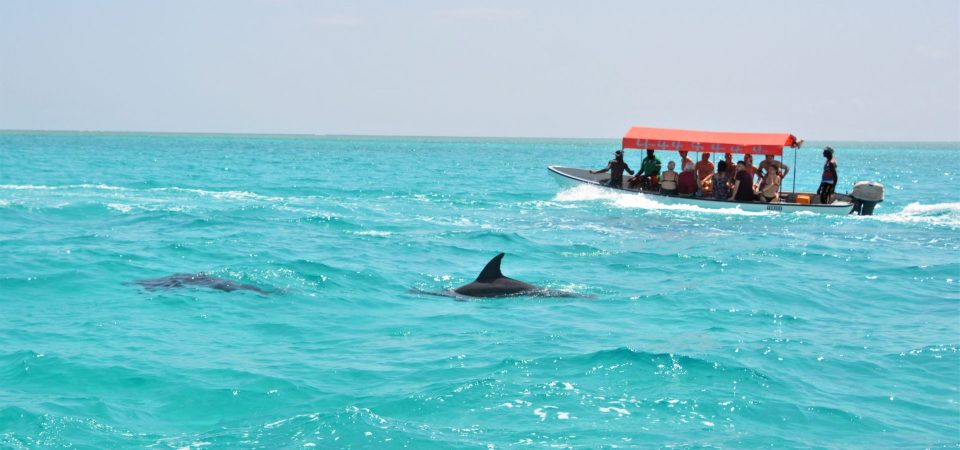 mnemba-snorkeling-tour