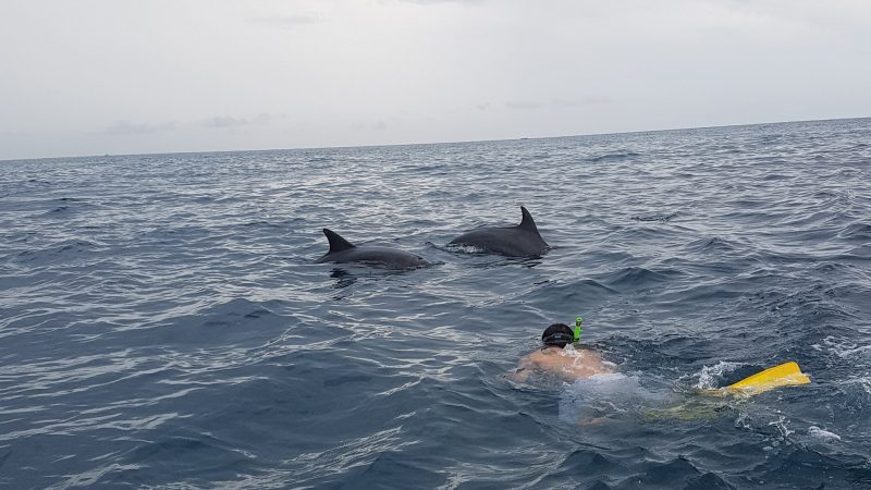 Swimming-With-Dolphins-at-Kizimkazi