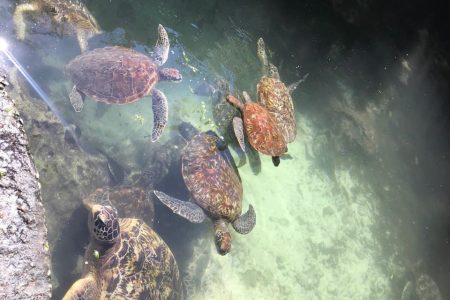 Baraka Aqurium Turtle