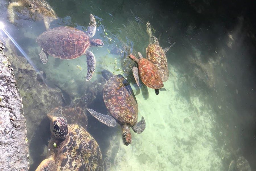 Baraka Aqurium Turtle