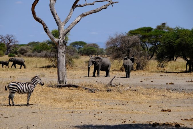 Mikumi national Park