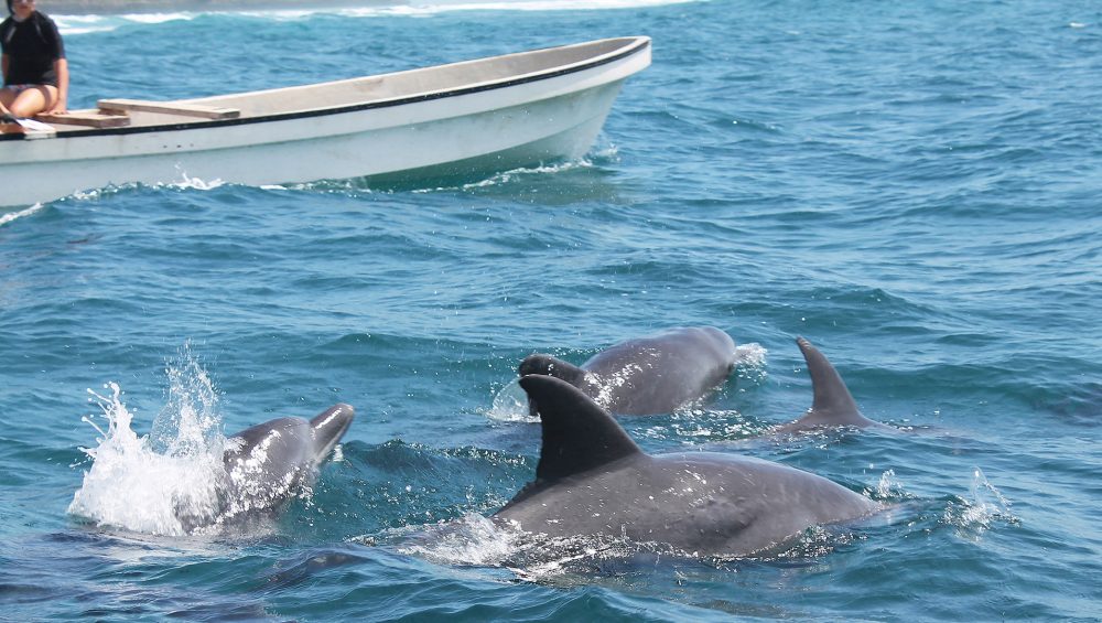 Swimming-With-Dolphins-at-Kizimkaz