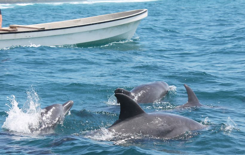 Dolphin Adventure: Swim with Dolphins in Kizimkazi