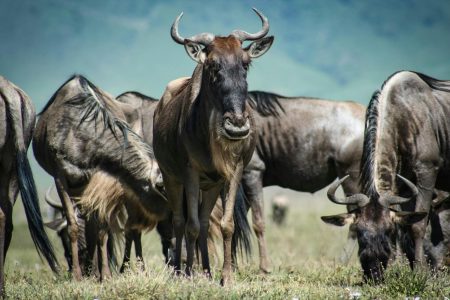 4 DAYS | 3 NIGHTS TANZANIA