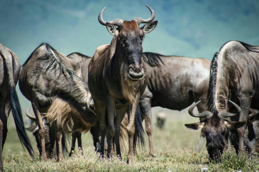 4 DAYS | 3 NIGHTS TANZANIA