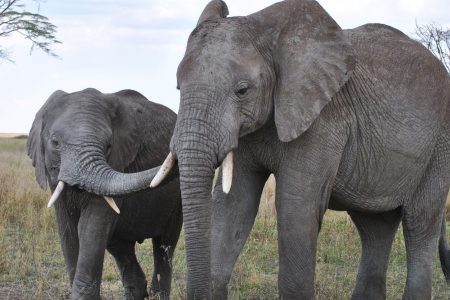 Serengeti