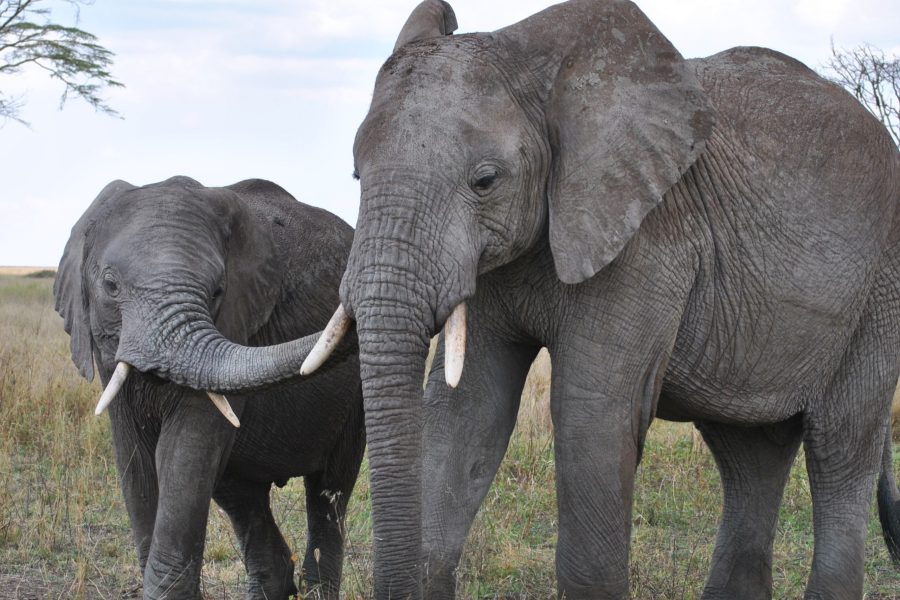 Serengeti