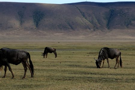 6 days ngorongoro