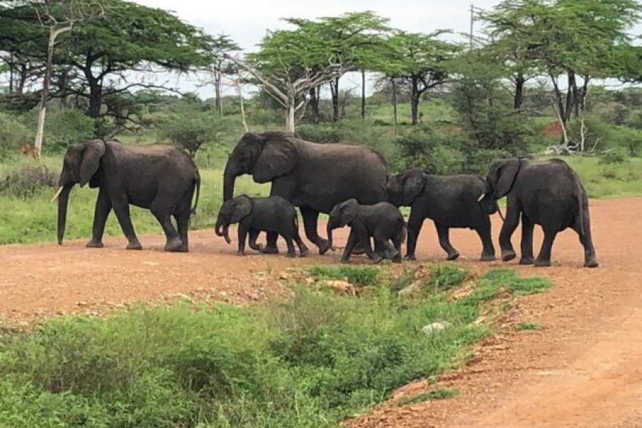 Safari-to-Selous-Game-Reserve-from-Zanzibar-