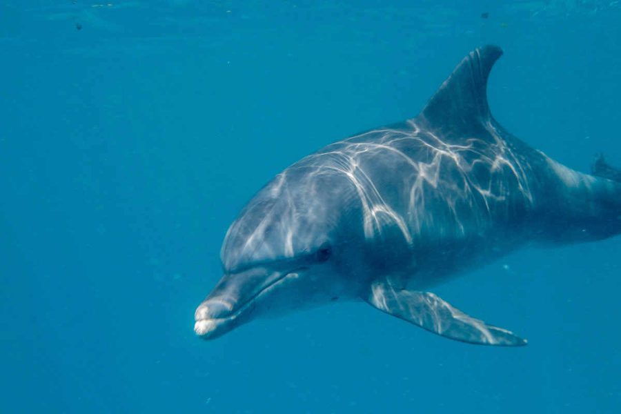 Dophin at kizimkazi