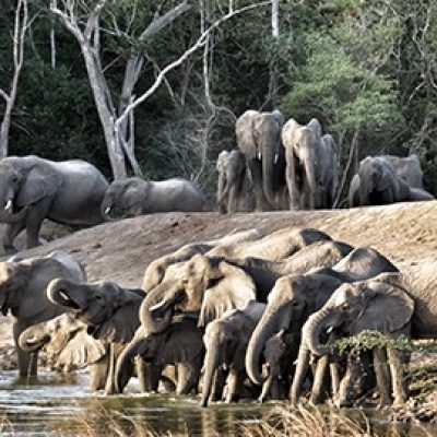 Selous Game Reserve