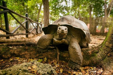 Zanzibar_Prison_Island_Aldabra_Giant_Tortois