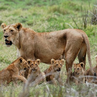 Mikumi National Park