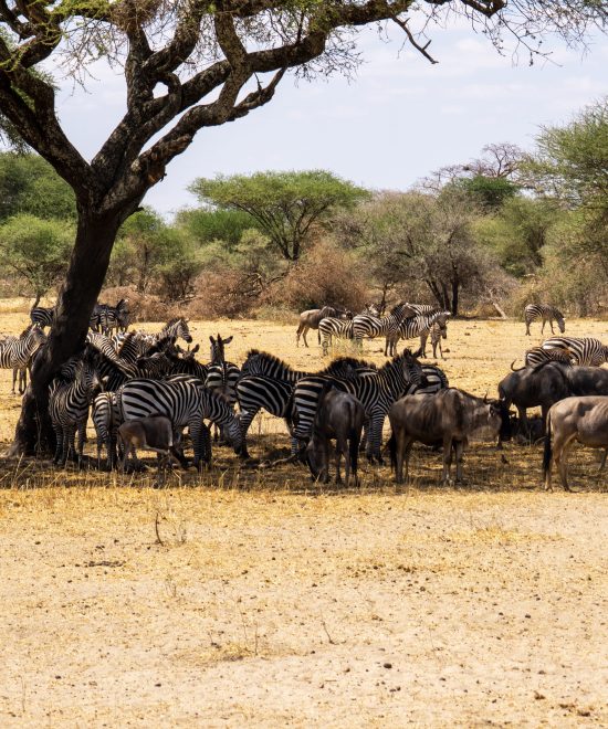 Tanzania Safari