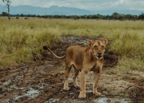 Mikumi National Park Safari Day Trip