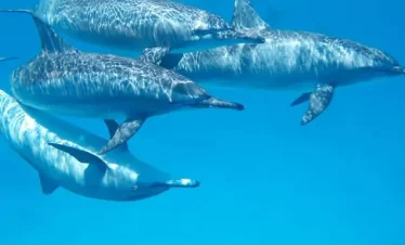 kizimkazi dolphin zanzibar