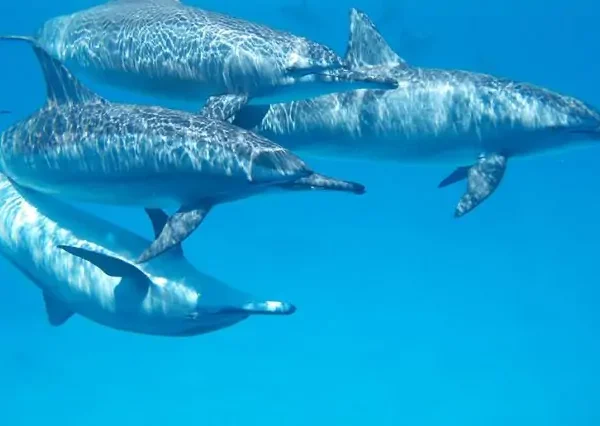 kizimkazi dolphin zanzibar