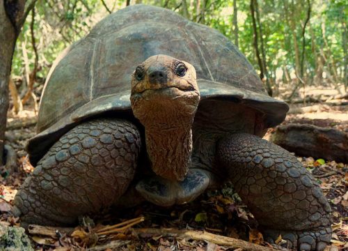 Prison Island Boat Trip