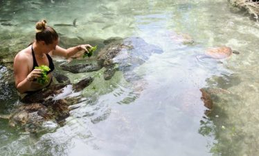 -Swimming-With-Turtles-in-Aquarium