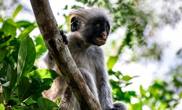 Jozani Forest Zanzibar