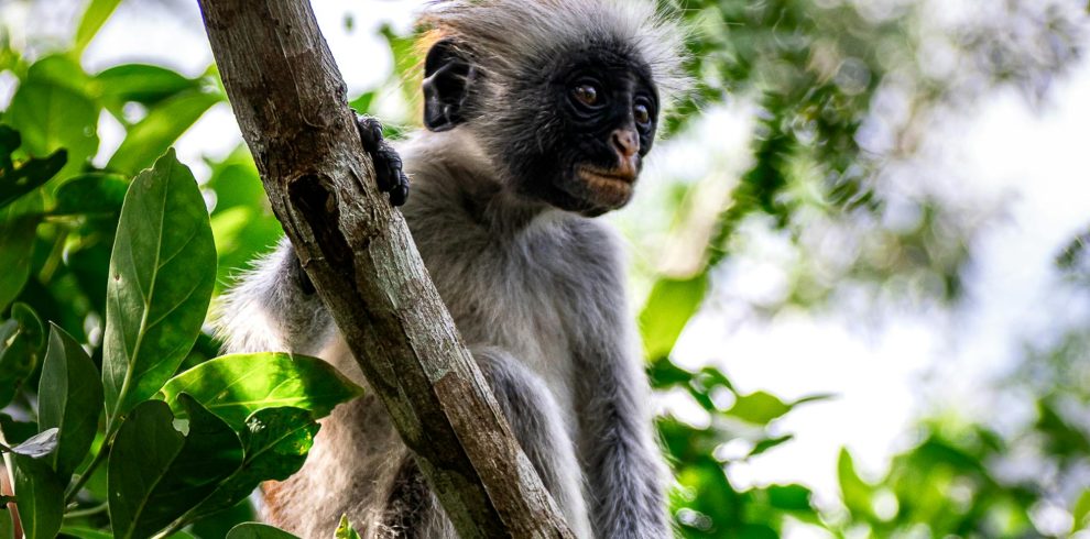 Jozani Forest Zanzibar
